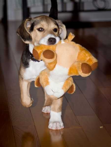 Beagle